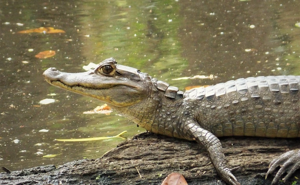 Gallery - Tận mục loài cá sấu có sừng bí ẩn của rừng rậm Amazon | Báo Tri thức và Cuộc sống - TIN TỨC PHỔ BIẾN KIẾN THỨC 24H