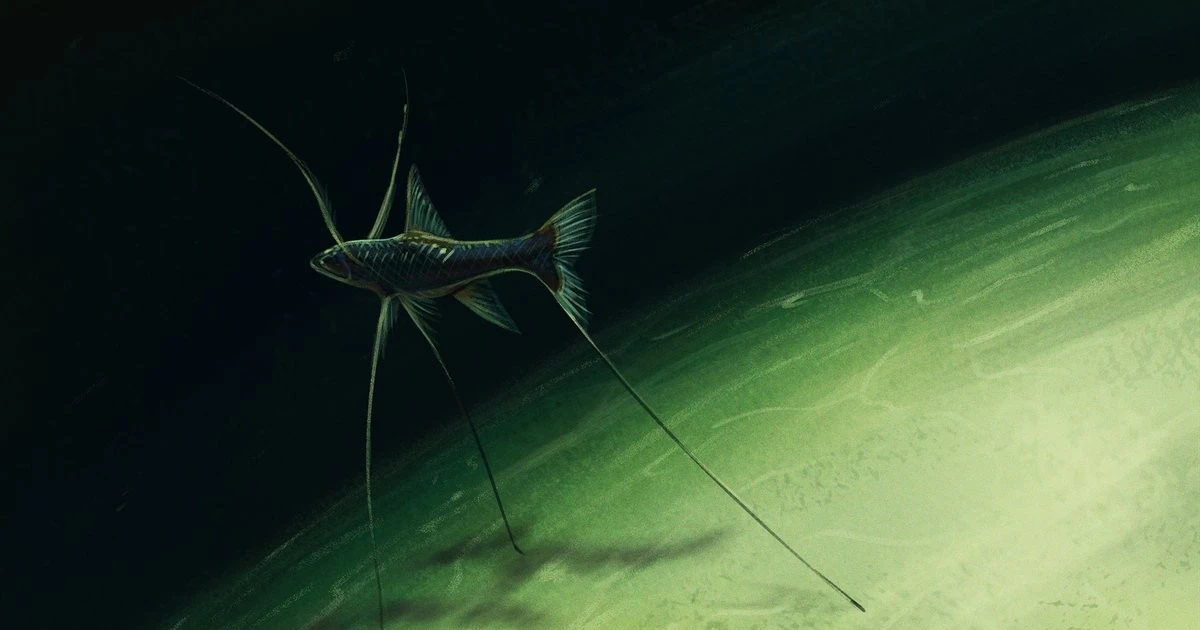 View - Cận cảnh loài cá ba chân kỳ lạ sống dưới đáy đại dương sâu thẳm | Báo Tri thức và Cuộc sống - TIN TỨC PHỔ BIẾN KIẾN THỨC 24H