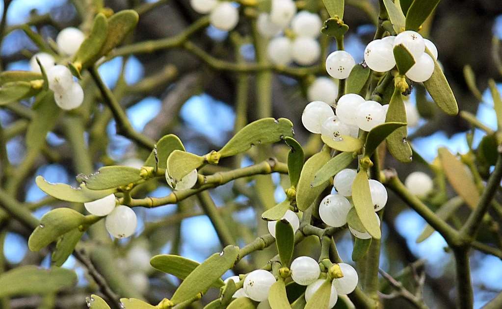 Gallery - Cận cảnh loài thực vật 'ăn bám' được tôn sùng như cây thiêng ở châu Âu | Báo Tri thức và Cuộc sống - TIN TỨC PHỔ BIẾN KIẾN THỨC 24H