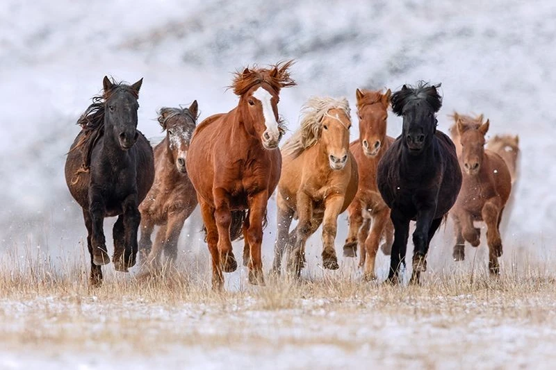 Gallery - Giống ngựa huyền thoại giúp Mông Cổ bá chủ thế giới | Báo Tri thức và Cuộc sống - TIN TỨC PHỔ BIẾN KIẾN THỨC 24H