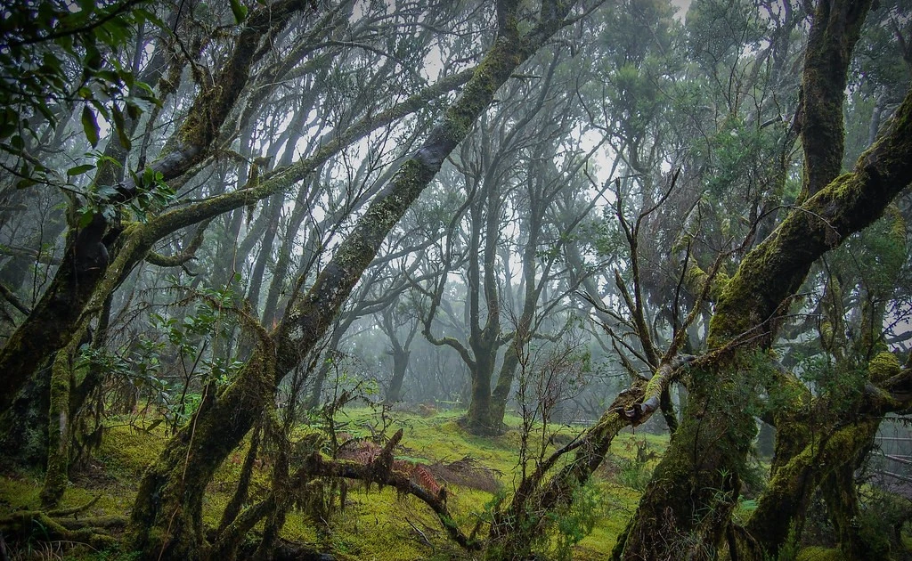 Gallery - Bên trong khu rừng cổ tích tồn tại từ hàng triệu năm trước ở Tây Ban Nha | Báo Tri thức và Cuộc sống - TIN TỨC PHỔ BIẾN KIẾN THỨC 24H