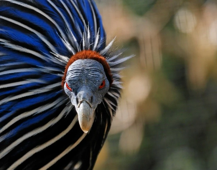 View - Sinh vật trông như con lai của gà với kền kền, có bộ lông cực đẹp | Báo Tri thức và Cuộc sống - TIN TỨC PHỔ BIẾN KIẾN THỨC 24H