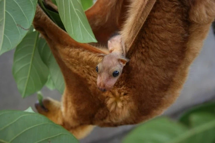 View - Loài thú biết bay cổ xưa có họ hàng với con người, chỉ sống ở Philippines | Báo Tri thức và Cuộc sống - TIN TỨC PHỔ BIẾN KIẾN THỨC 24H