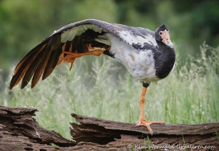 Gallery - Bàn chân kỳ dị của loài chim nước có vị trí đặc biệt trên cây tiến hóa | Báo Tri thức và Cuộc sống - TIN TỨC PHỔ BIẾN KIẾN THỨC 24H