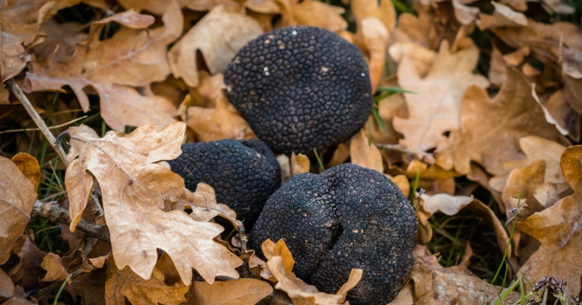 Gallery - Sinh vật có mùi hương mê hoặc triệu người, giá đắt hơn cả vàng | Báo Tri thức và Cuộc sống - TIN TỨC PHỔ BIẾN KIẾN THỨC 24H