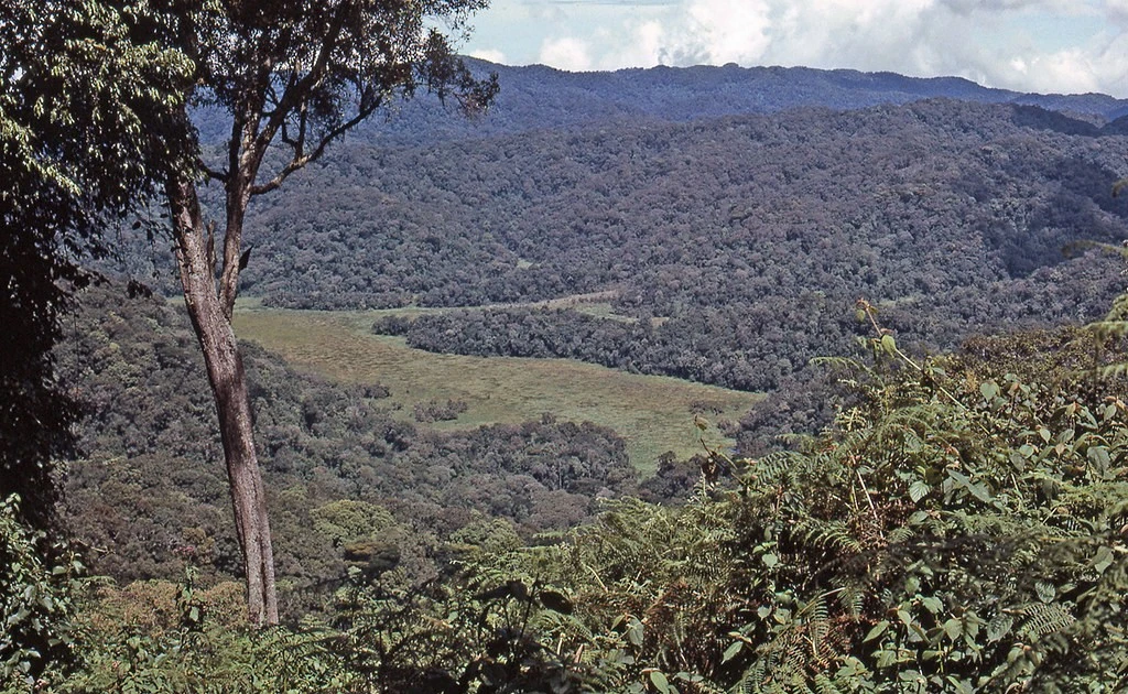 Gallery - Sinh vật khổng lồ lông lá sống trong khu rừng 'rậm rạp nhất châu Phi' | Báo Tri thức và Cuộc sống - TIN TỨC PHỔ BIẾN KIẾN THỨC 24H