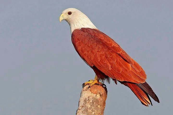 View - Loài chim thiêng tuyệt đẹp được nhiều nơi tôn thờ, Việt Nam cũng có | Báo Tri thức và Cuộc sống - TIN TỨC PHỔ BIẾN KIẾN THỨC 24H