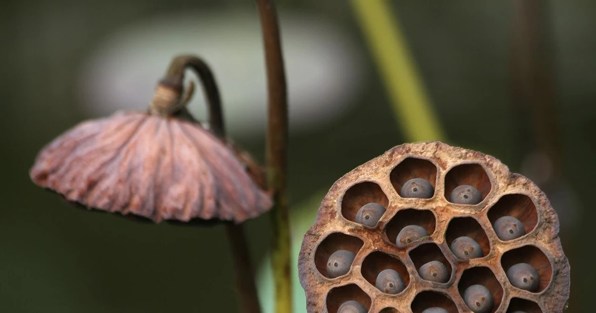 Gallery - Sự thật gây sốc về hoa sen, 'ngủ' hơn 1.000 năm vẫn sống lại | Báo Tri thức và Cuộc sống - TIN TỨC PHỔ BIẾN KIẾN THỨC 24H