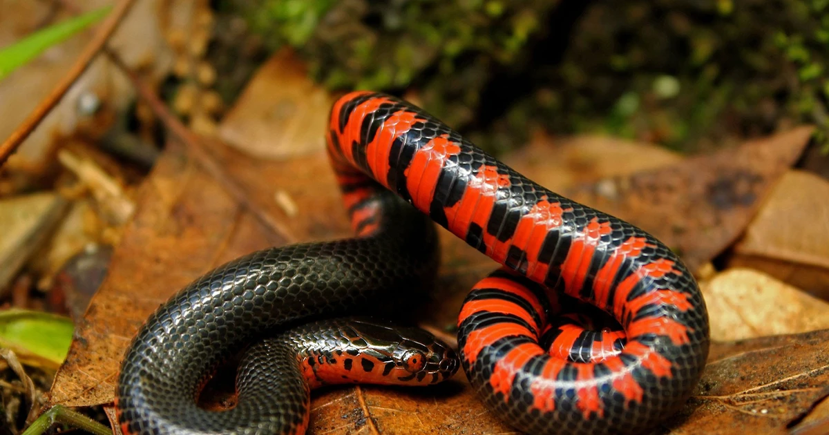 View - Loài rắn kỳ bí ẩn mình dưới nước, chỉ săn một con mồi đặc biệt | Báo Tri thức và Cuộc sống - TIN TỨC PHỔ BIẾN KIẾN THỨC 24H