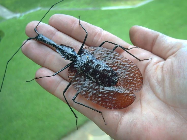 View - Bọ cánh cứng hình thù quái đản, giống hệt cây đàn vĩ cầm | Báo Tri thức và Cuộc sống - TIN TỨC PHỔ BIẾN KIẾN THỨC 24H