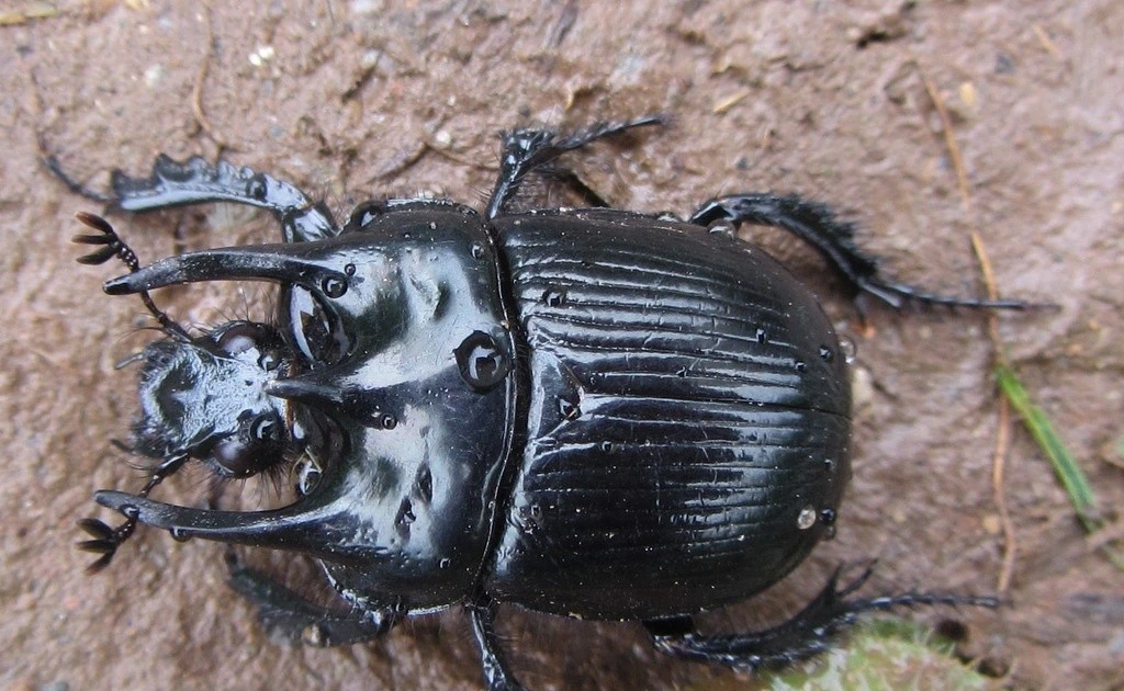 Gallery - Hình thù đáng sợ của bọ hung quái vật, ám ảnh người nhìn | Báo Tri thức và Cuộc sống - TIN TỨC PHỔ BIẾN KIẾN THỨC 24H