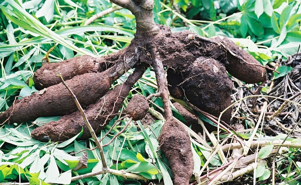 Gallery - Độc tố nguy hiểm của loài cây nuôi sống triệu người, Việt Nam trồng nhiều | Báo Tri thức và Cuộc sống - TIN TỨC PHỔ BIẾN KIẾN THỨC 24H