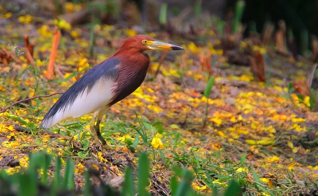 Gallery - Tận mục loài chim 'hiện thân của thần rượu chè', Việt Nam có nhiều | Báo Tri thức và Cuộc sống - TIN TỨC PHỔ BIẾN KIẾN THỨC 24H