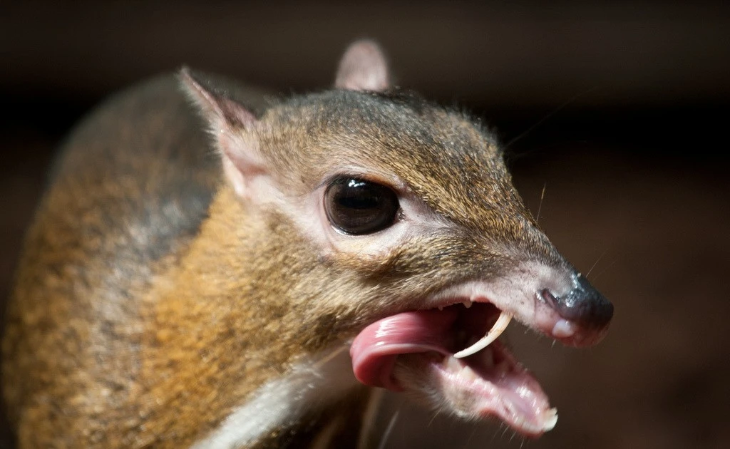 View - Loài thú tí hon có răng nanh nhọn hoắt, Việt Nam có nhiều | Báo Tri thức và Cuộc sống - TIN TỨC PHỔ BIẾN KIẾN THỨC 24H