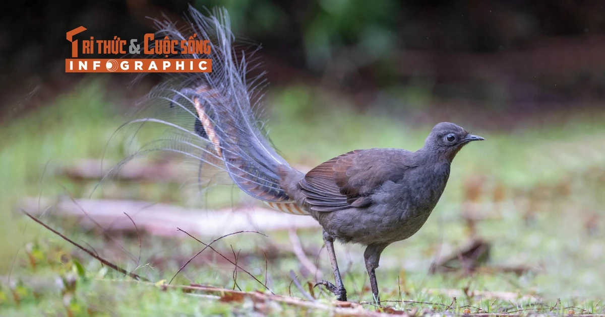 View - [INFOGRAPHIC]: Loài chim có kỹ năng nhại tiếng điêu luyện nhất thế giới | Báo Tri thức và Cuộc sống - TIN TỨC PHỔ BIẾN KIẾN THỨC 24H