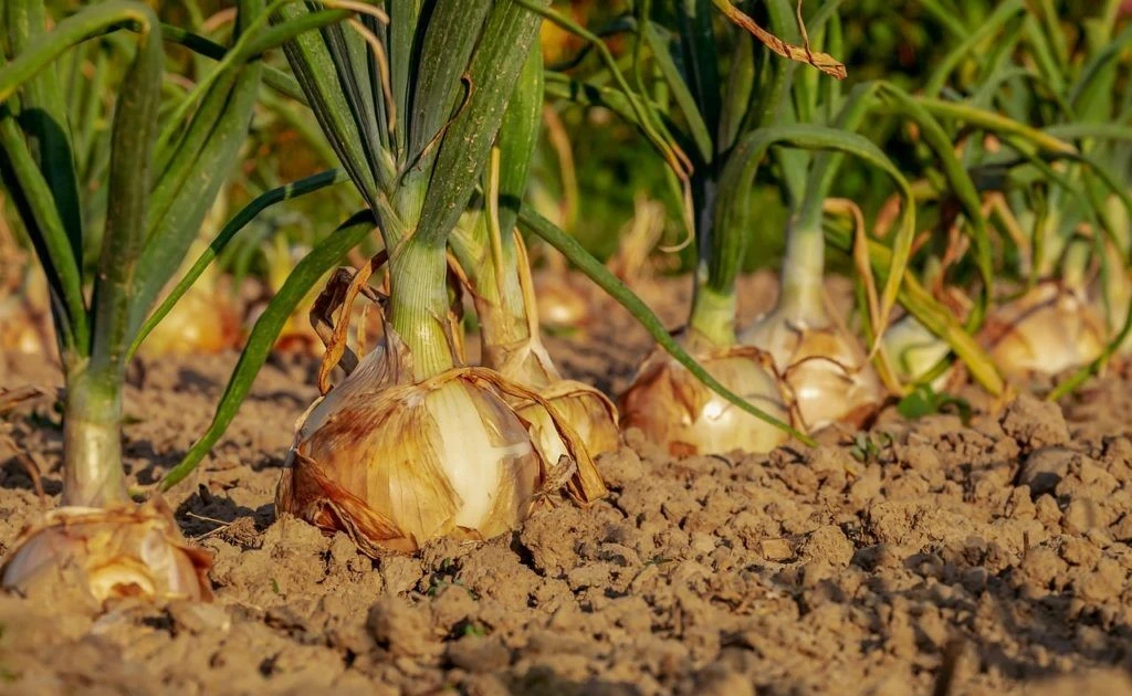 View - Hành tây được trồng hơn 5.000 năm trước khiến chuyên gia kinh ngạc | Báo Tri thức và Cuộc sống - TIN TỨC PHỔ BIẾN KIẾN THỨC 24H