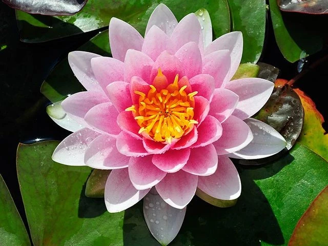 Gallery - Loài thực vật thủy sinh cổ đại gắn liền với văn hóa Việt | Báo Tri thức và Cuộc sống - TIN TỨC PHỔ BIẾN KIẾN THỨC 24H