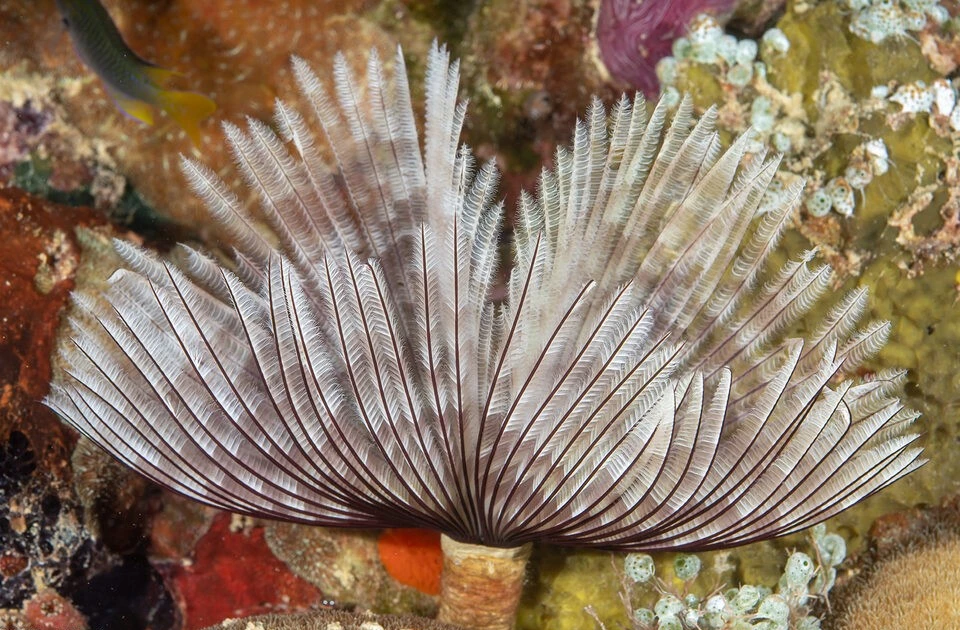 Gallery - Ngỡ ngàng loài giun đẹp 'mê hoặc', nhiều người mang về nuôi trong nhà | Báo Tri thức và Cuộc sống - TIN TỨC PHỔ BIẾN KIẾN THỨC 24H