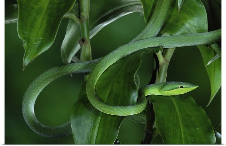 View - Cận cảnh loài rắn trông như sợi dây, khả năng ngụy trang top đầu thế giới | Báo Tri thức và Cuộc sống - TIN TỨC PHỔ BIẾN KIẾN THỨC 24H