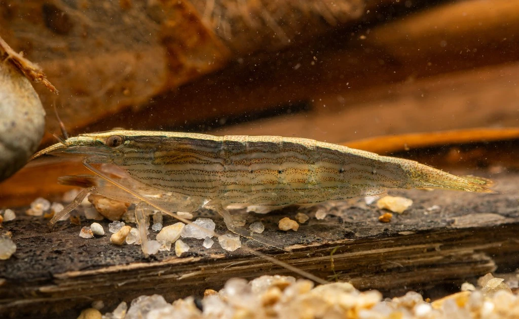 Gallery - Cách săn mồi độc đáo của loài tôm tre ở Việt Nam | Báo Tri thức và Cuộc sống - TIN TỨC PHỔ BIẾN KIẾN THỨC 24H