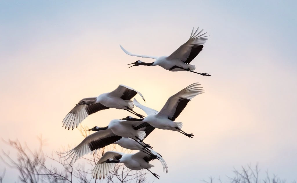 Gallery - Tận mục loài chim biểu tượng nổi tiếng thế giới của Nhật Bản | Báo Tri thức và Cuộc sống - TIN TỨC PHỔ BIẾN KIẾN THỨC 24H