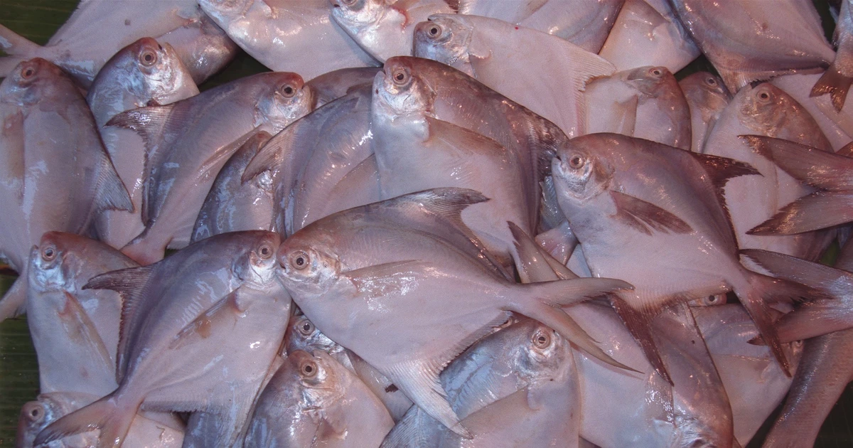 View - Sự thật thú vị về loài cá 'ngon, đáng đồng tiền' trên mâm cơm Việt | Báo Tri thức và Cuộc sống - TIN TỨC PHỔ BIẾN KIẾN THỨC 24H