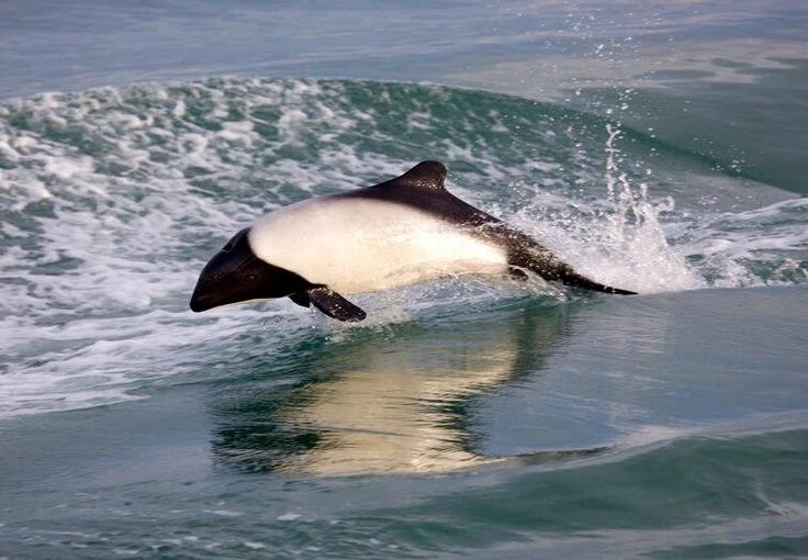 View - Năng lực đặc biệt của loài cá heo có màu sắc giống hệt gấu trúc | Báo Tri thức và Cuộc sống - TIN TỨC PHỔ BIẾN KIẾN THỨC 24H