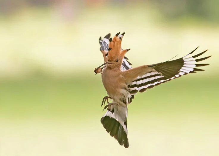 View - Loài được mệnh danh 'chồn hôi' trong thế giới chim chóc, Việt Nam có nhiều | Báo Tri thức và Cuộc sống - TIN TỨC PHỔ BIẾN KIẾN THỨC 24H