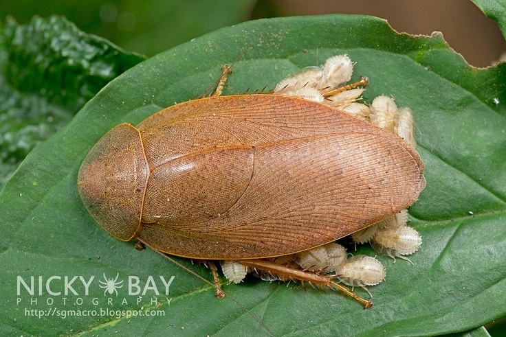 View - Kinh ngạc khả năng sinh tồn của loài gián qua hàng triệu năm | Báo Tri thức và Cuộc sống - TIN TỨC PHỔ BIẾN KIẾN THỨC 24H