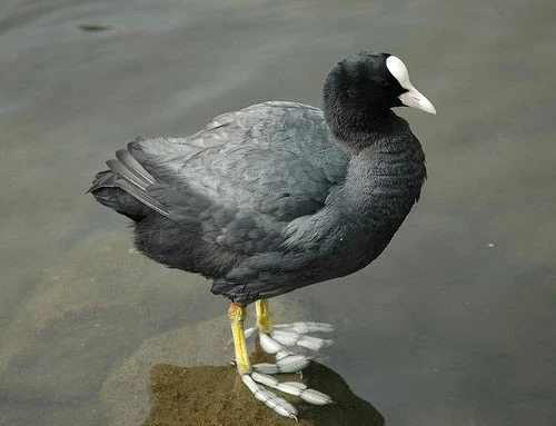 Gallery - Loài chim tiến vua 'mặt đen trán trắng' có đôi chân cực quái dị | Báo Tri thức và Cuộc sống - TIN TỨC PHỔ BIẾN KIẾN THỨC 24H