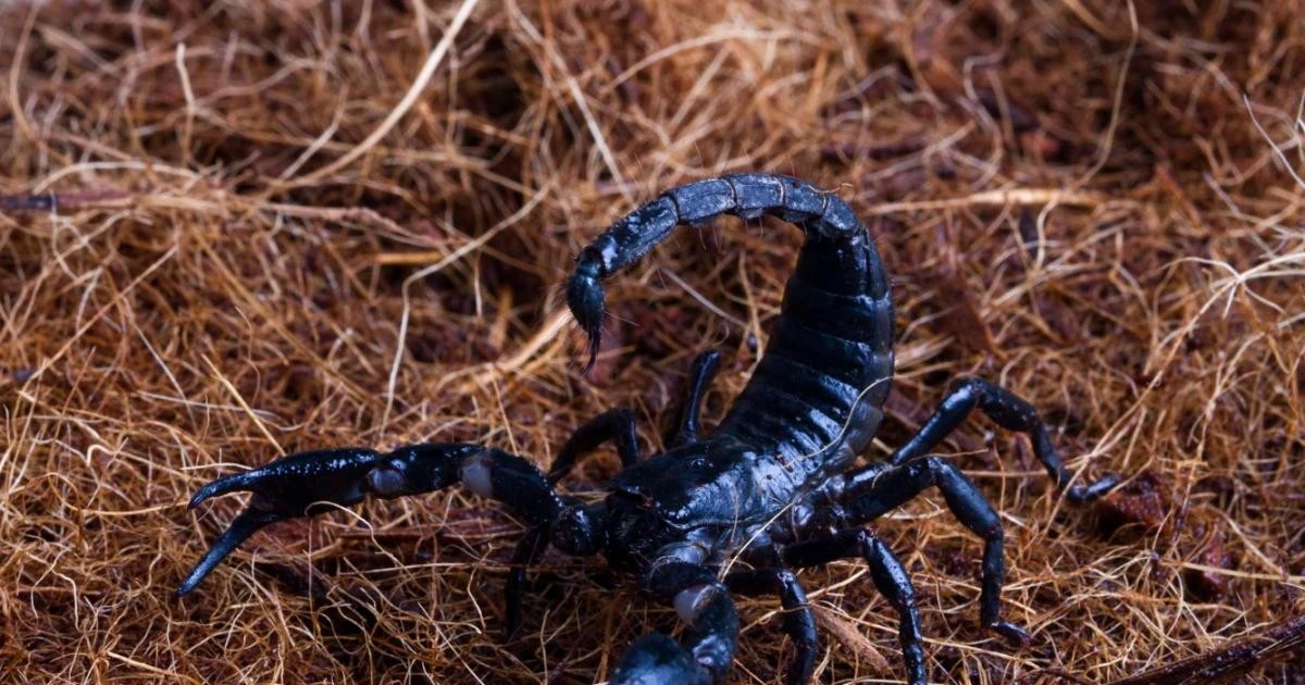 Gallery - Loài bọ cạp khổng lồ phát sáng bí ẩn dưới ánh đèn UV | Báo Tri thức và Cuộc sống - TIN TỨC PHỔ BIẾN KIẾN THỨC 24H