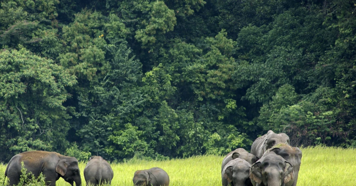 View - Điều kỳ diệu của vườn quốc gia lâu đời, nổi tiếng nhất Thái Lan | Báo Tri thức và Cuộc sống - TIN TỨC PHỔ BIẾN KIẾN THỨC 24H