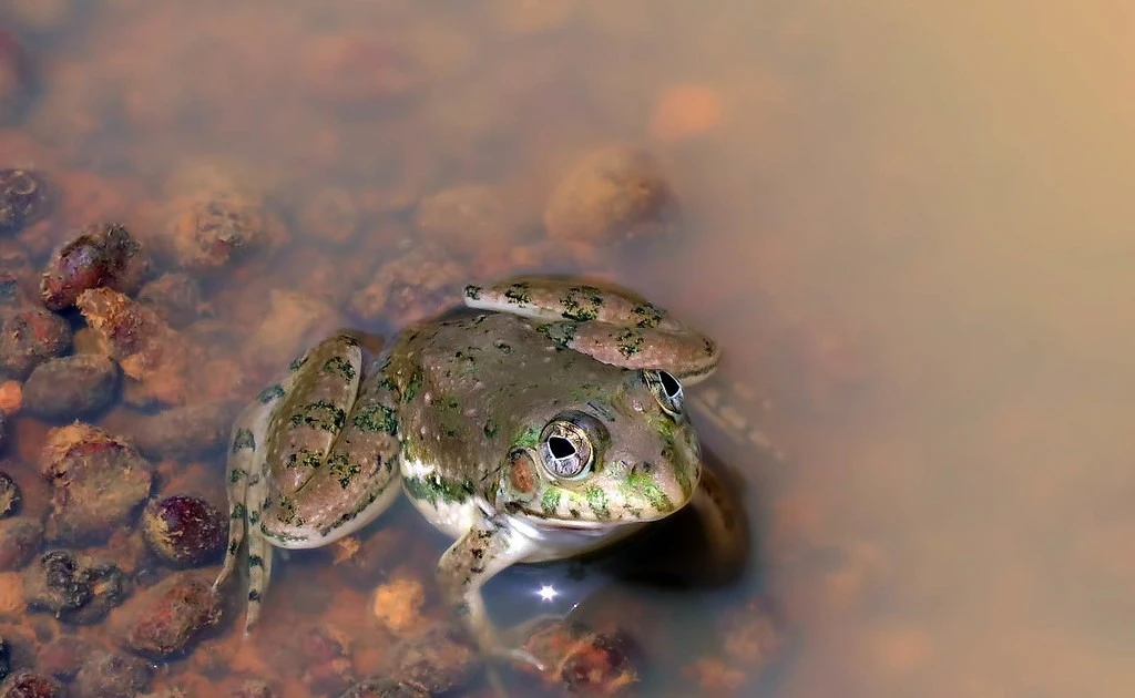 Gallery - Năng lực siêu nhiên của loài ếch có nhiều ở Ấn Độ | Báo Tri thức và Cuộc sống - TIN TỨC PHỔ BIẾN KIẾN THỨC 24H