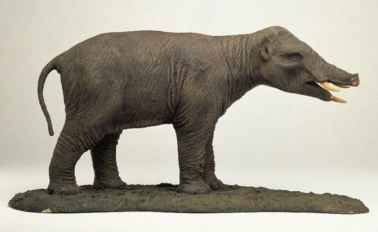 View - Sốc khi thấy 'phiên bản lỗi' của loài voi gần 40 triệu năm trước | Báo Tri thức và Cuộc sống - TIN TỨC PHỔ BIẾN KIẾN THỨC 24H