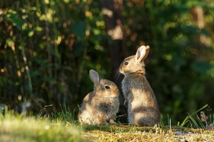 View - Điều kỳ lạ về loài thỏ nhỏ nhất Bắc Mỹ, nặng chưa đến nửa kg | Báo Tri thức và Cuộc sống - TIN TỨC PHỔ BIẾN KIẾN THỨC 24H