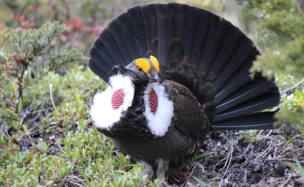 View - Gà thông túi cổ tía thổi phồng túi khí ở cổ để quyến rũ bạn tình | Báo Tri thức và Cuộc sống - TIN TỨC PHỔ BIẾN KIẾN THỨC 24H