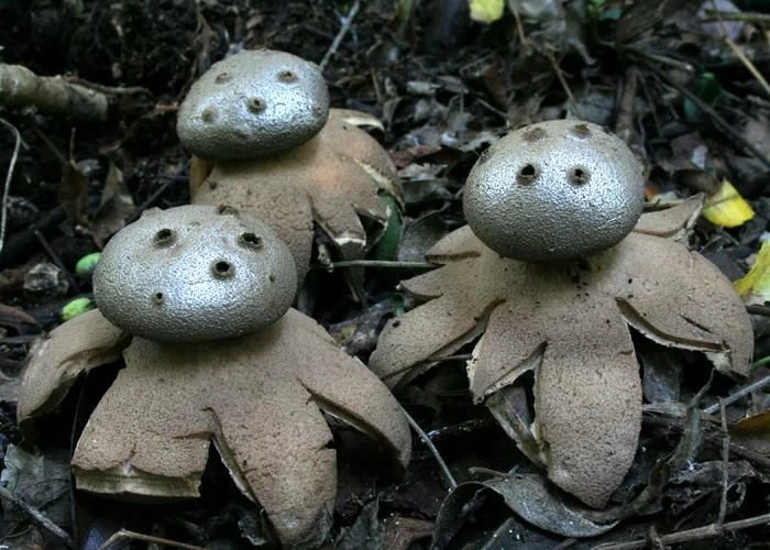 Gallery - Loài nấm có hình thù như lọ đựng hạt tiêu, cực kỳ hiếm gặp | Báo Tri thức và Cuộc sống - TIN TỨC PHỔ BIẾN KIẾN THỨC 24H