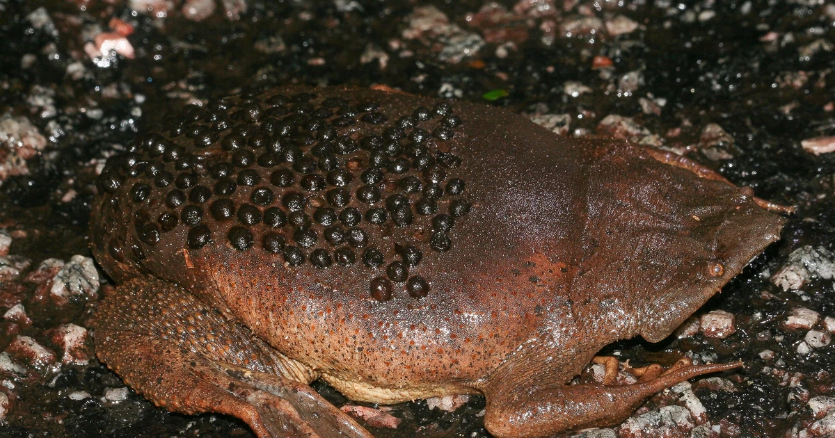 Gallery - Vẻ ngoài sởn gai ốc của loài cóc cho con đục lỗ làm tổ trên lưng | Báo Tri thức và Cuộc sống - TIN TỨC PHỔ BIẾN KIẾN THỨC 24H