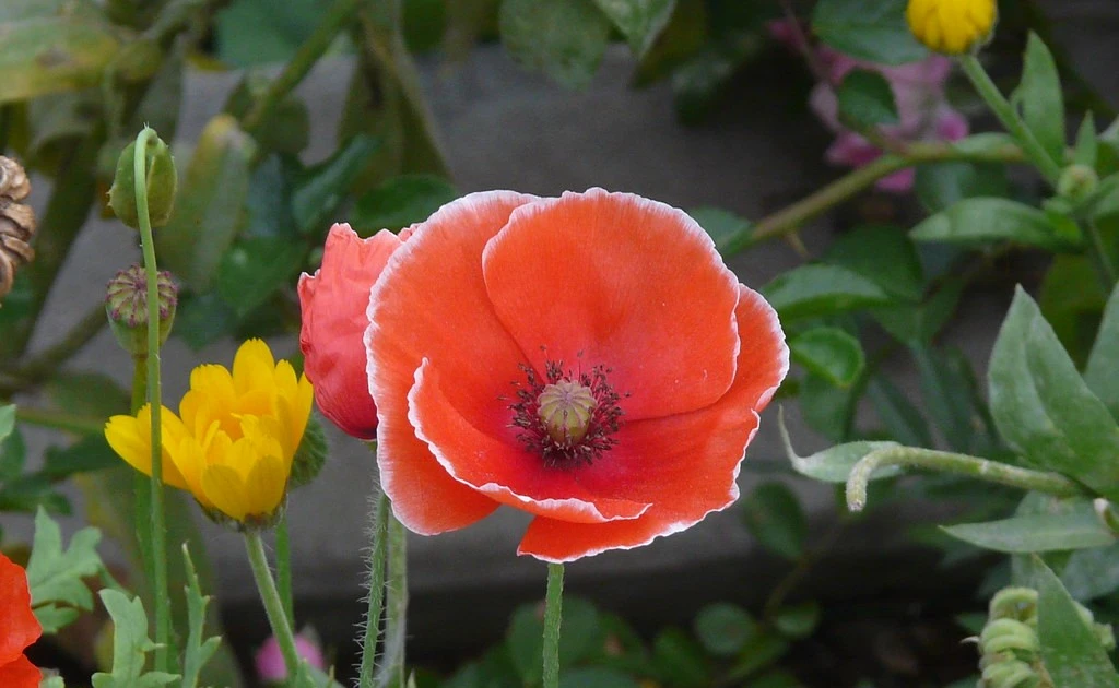 Gallery - Loài hoa đỏ rực gắn liền với ký ức đau thương về Thế chiến I | Báo Tri thức và Cuộc sống - TIN TỨC PHỔ BIẾN KIẾN THỨC 24H