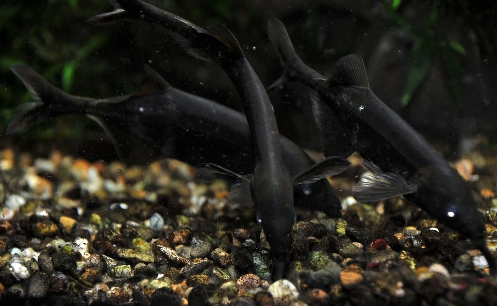 Gallery - Bộ não đáng kinh ngạc của loài cá có vòi được nhiều người nuôi làm cảnh | Báo Tri thức và Cuộc sống - TIN TỨC PHỔ BIẾN KIẾN THỨC 24H