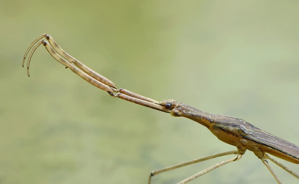 View - Loài côn trùng dị dạng sống dưới nước, săn mồi cực thông minh | Báo Tri thức và Cuộc sống - TIN TỨC PHỔ BIẾN KIẾN THỨC 24H