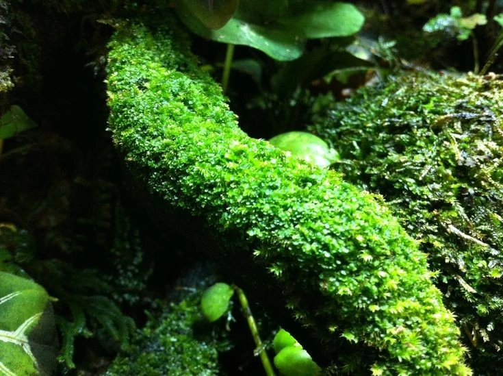 View - Giật mình sự thật về loài thực vật được coi là 'kẻ tiên phong' của Trái Đất | Báo Tri thức và Cuộc sống - TIN TỨC PHỔ BIẾN KIẾN THỨC 24H