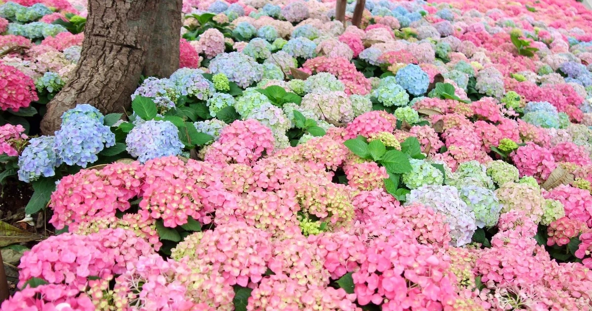 Gallery - Hà Nội rực rỡ sắc hoa Cẩm Tú Cầu khiến người đi đường cứ ngỡ như Đà Lạt | Báo Tri thức và Cuộc sống - TIN TỨC PHỔ BIẾN KIẾN THỨC 24H