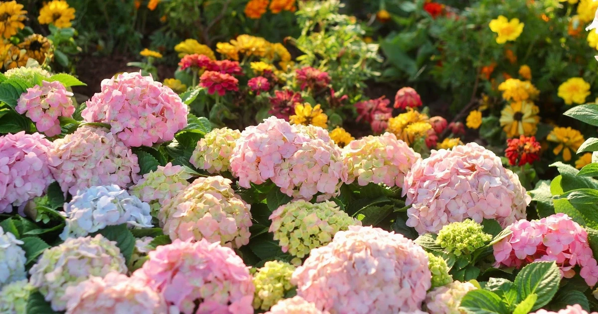 Gallery - 'Dụi mắt' ngắm thảm hoa đẹp lung linh bên hồ Gươm | Báo Tri thức và Cuộc sống - TIN TỨC PHỔ BIẾN KIẾN THỨC 24H