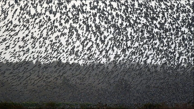 View - Hàng triệu con chim có hành vi lạ, bầu trời cảnh báo sốc | Báo Tri thức và Cuộc sống - TIN TỨC PHỔ BIẾN KIẾN THỨC 24H