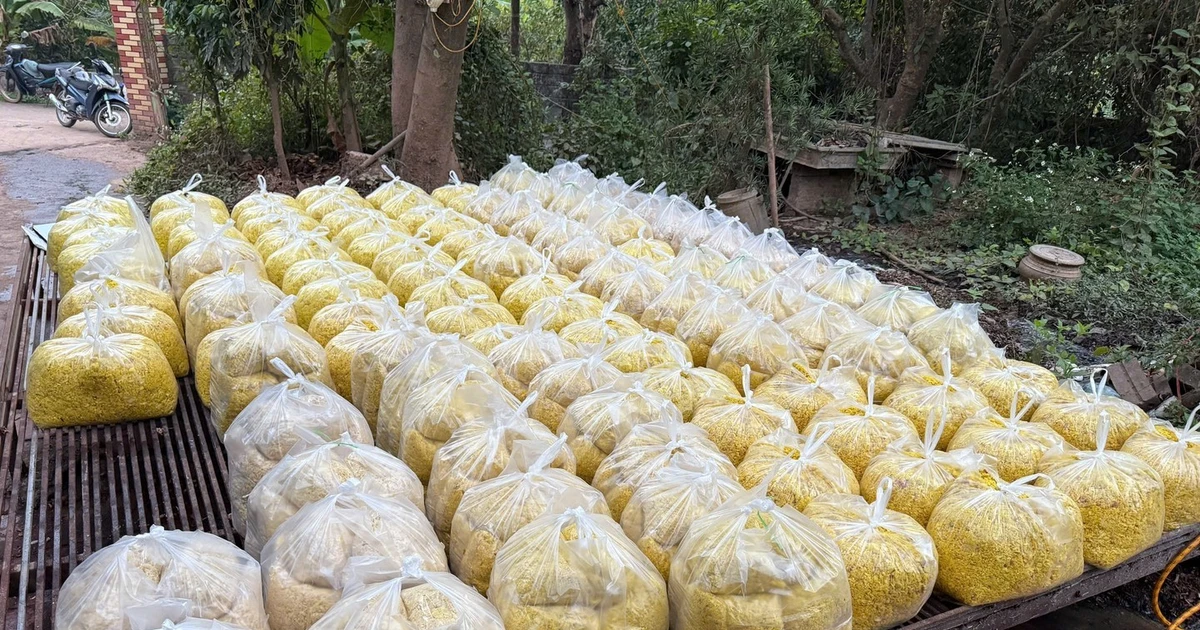 Gallery - Riềng xay trộn Vàng O độc hại thế nào? | Báo Tri thức và Cuộc sống - TIN TỨC PHỔ BIẾN KIẾN THỨC 24H