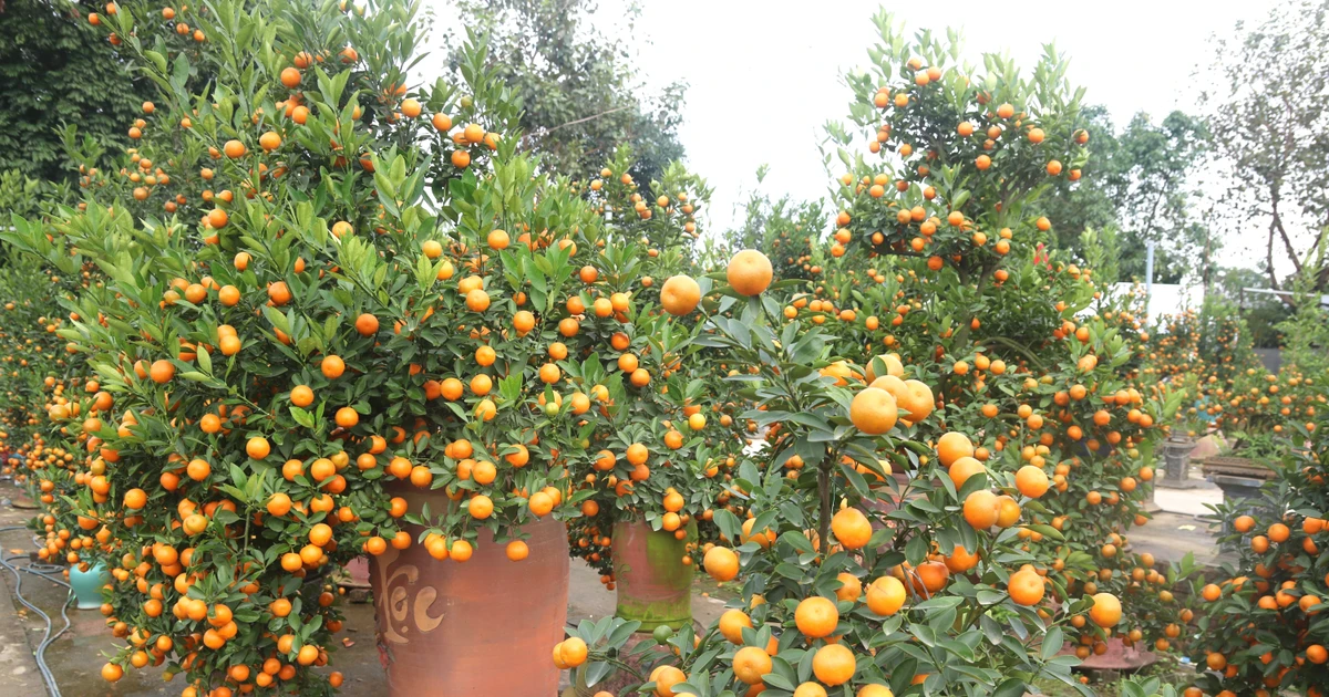 Quất cảnh sau Tết , khi nào thì được dùng pha nước chấm , ngâm đường ?