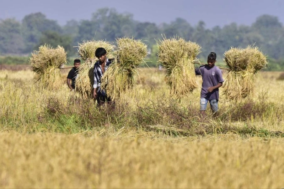 View - Cảnh người nông dân ở Ấn Độ gặt lúa trên cánh đồng | Báo Tri thức và Cuộc sống - TIN TỨC PHỔ BIẾN KIẾN THỨC 24H