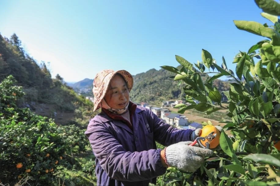 View - Cảnh người nông dân Trung Quốc tất bật trên cánh đồng đầu đông | Báo Tri thức và Cuộc sống - TIN TỨC PHỔ BIẾN KIẾN THỨC 24H