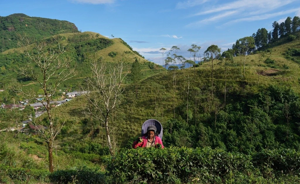 View - Khốn khổ cuộc sống công nhân trồng chè ở Sri Lanka | Báo Tri thức và Cuộc sống - TIN TỨC PHỔ BIẾN KIẾN THỨC 24H